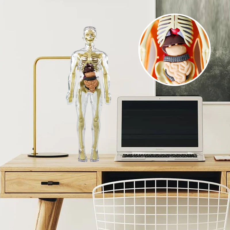 Modello 3D del torso del corpo umano per bambini Modello anatomico dello scheletro