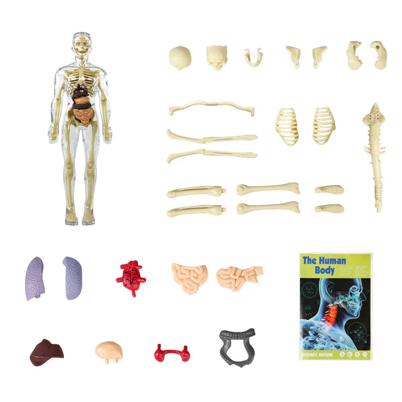 Modello 3D del torso del corpo umano per bambini Modello anatomico dello scheletro - Image 10