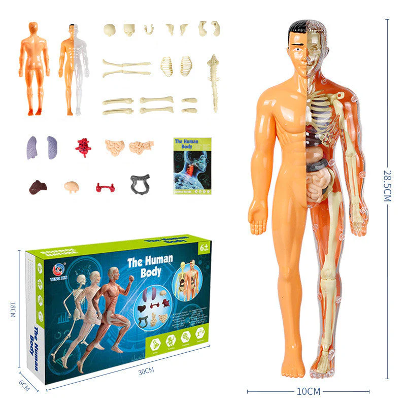 Modello 3D del torso del corpo umano per bambini Modello anatomico dello scheletro - Image 12