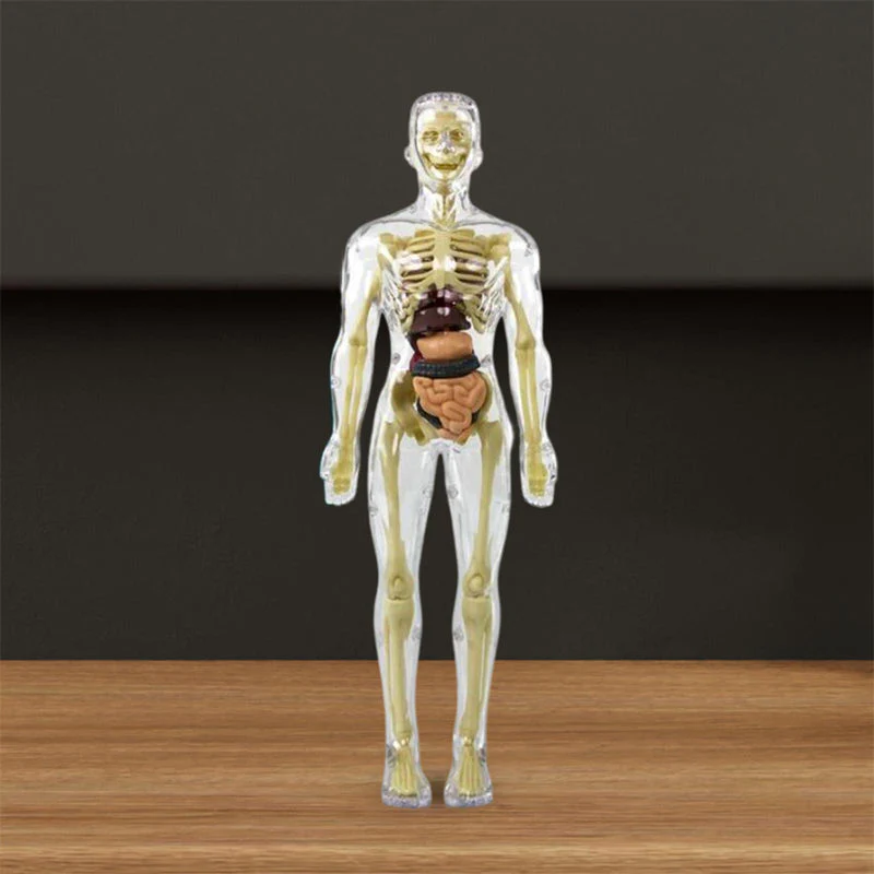 Modello 3D del torso del corpo umano per bambini Modello anatomico dello scheletro - Image 4