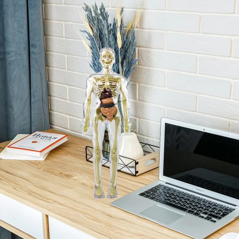Modello 3D del torso del corpo umano per bambini Modello anatomico dello scheletro - Image 8