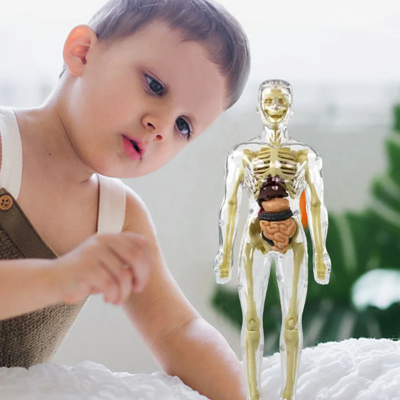 Modello 3D del torso del corpo umano per bambini Modello anatomico dello scheletro - Image 9